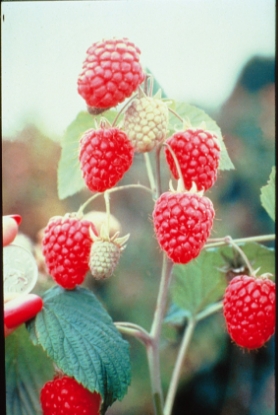 Picture of Raspberry Canes - Glen Ample - November Delivery
